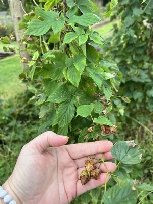 Hops~After Lunch Walk through Medicinal Garden