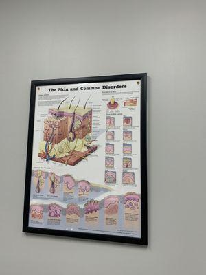 Most common skin disorders chart