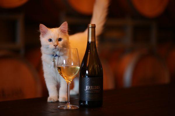 Joullian wine is kitten approved.