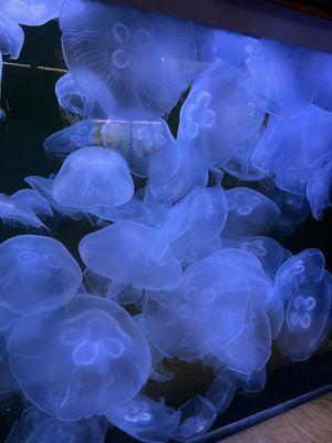 Jellyfish