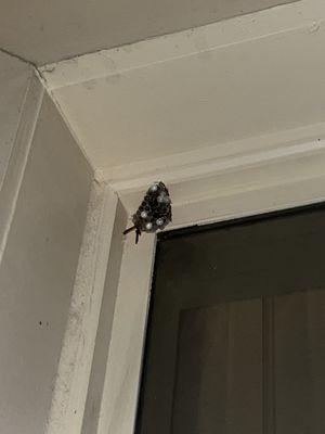 Wasps nest on the balcony, first floor