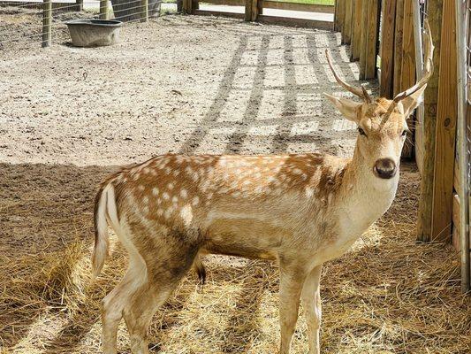 Fallow Deer