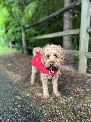 Piper in her red raincoat on a dreary day