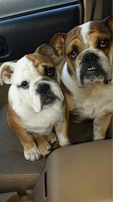 Maggie Mae and Macy Mae on their way to Romp N' Run for daycare!