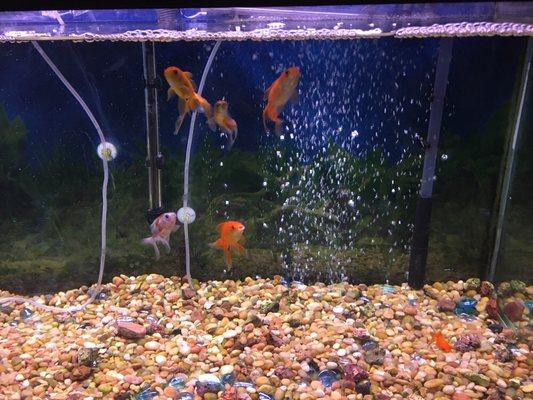 Goldfishes in our restaurant