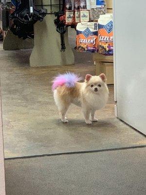 Carly sporting a full haircut and a colorful tail!
Colors: pink, purple, and light blue