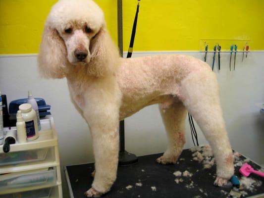 Samson, the beautiful standard poodle.