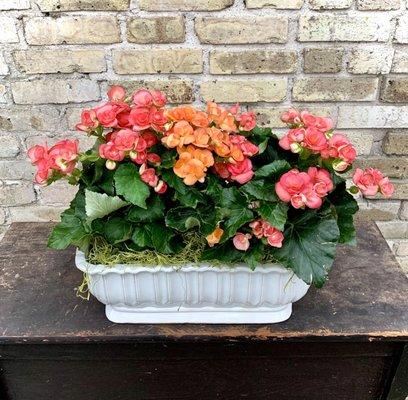 Betty Begonia