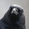 Photo of Crow T.