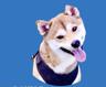 Photo of Cheeriotheshibainu S.