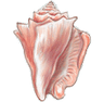 Photo of Conch82 P.