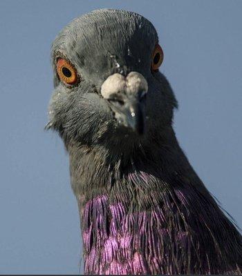 photo of Pigeon T.