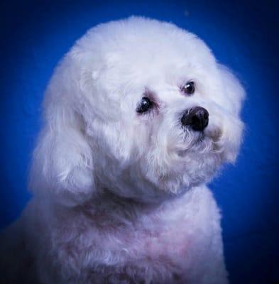 Maggie (Bichon) is ready and looking for her dad.