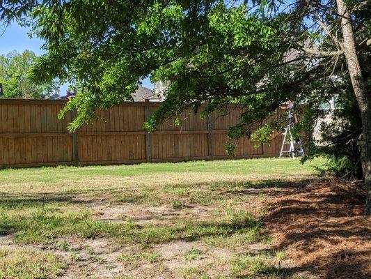 Staining of fence