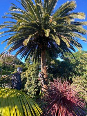 Date Palm(Phoenix dactylifera) before trim.