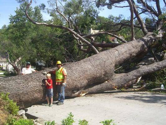 Sherman Oaks Tree Service