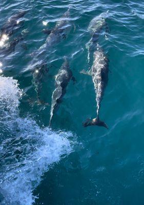 POD of dolphins