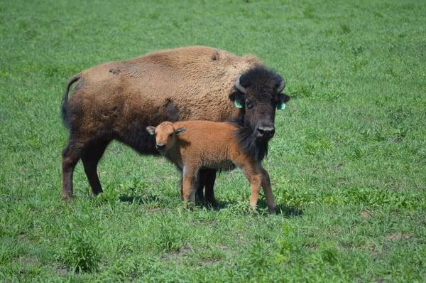 The Crane Trust is re-introducing plains bison to the Platte River ecosystem. The herd is just steps from the back door.