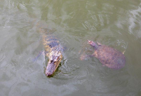 Museum of natural history - Gator and turtles