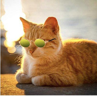 Cat in sunglasses.