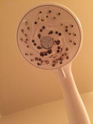 Stayed 3 nights last weekend at their hotel. Shower head had black mold on the surface. I've not heard from owners.