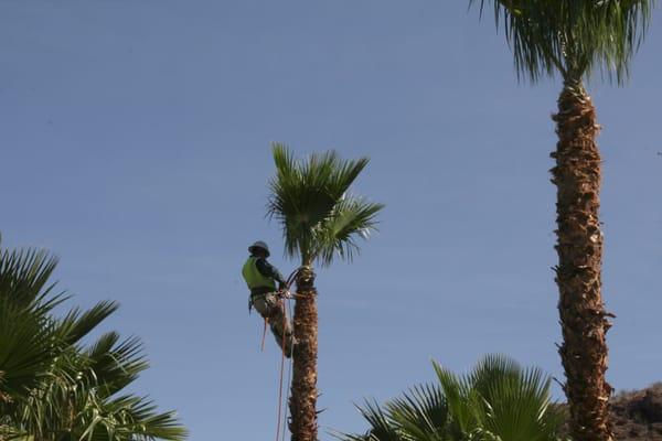 Palm Tree Trimming 6