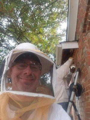 Bee removal service available