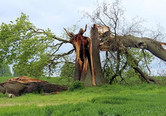 Central VA Tree Removal