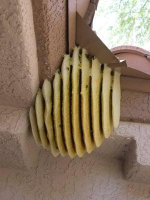 Bee hive under eve of house after bee were exterminated