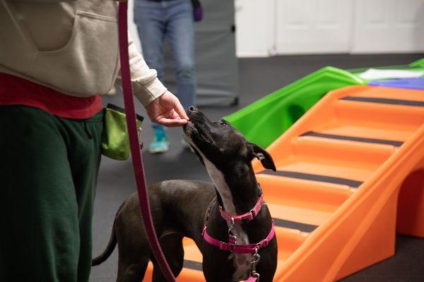 Loose leash walking training in group training class!