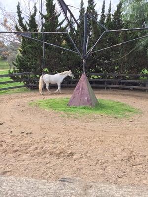 Horse is walked by leash:)