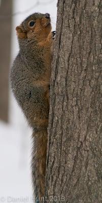 Winter squirrel in Valhalla