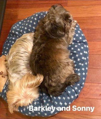 Yorkie and York Shih