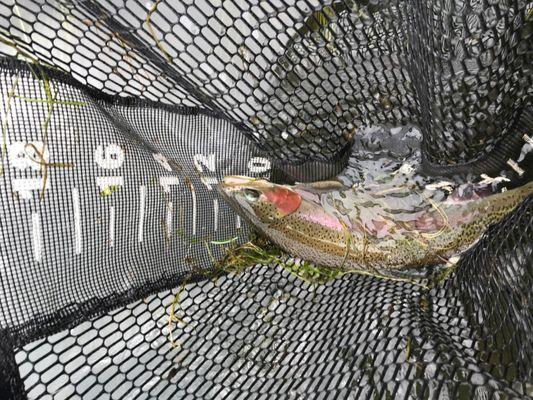 Nymph fishing caught this from a boat.