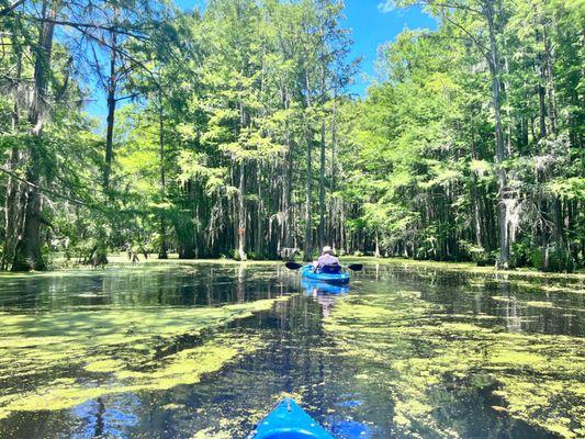 Mid lake/ swamp