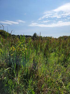 Nature area