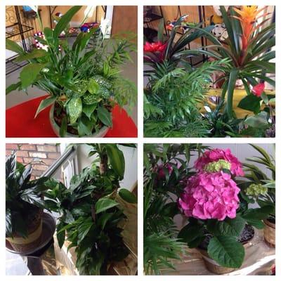 Potted plants are always on hand ...prices start at $30