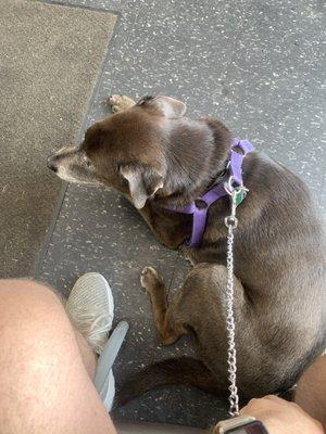 They invited me and my elderly dog to sit inside the waiting room in the a/c while my car was being attended to. It was a very kind gesture