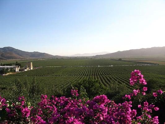 The beautiful Valle de Guadalupe