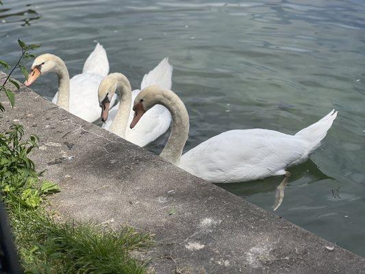 3 of the 4 swans