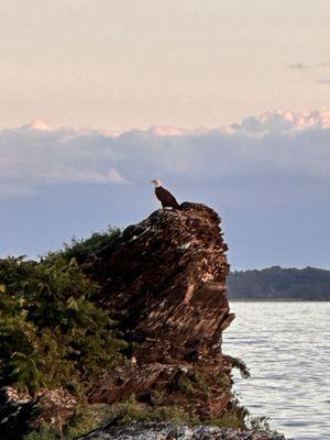 A mature Bald Eagle perches atop a famous rock in Lake Champlain.