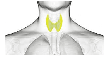 Thyroid Disorcers