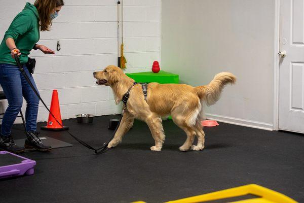 Dog training group class! Adult manners