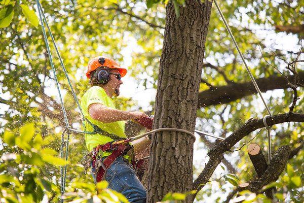 Tree Trimming Overland Park