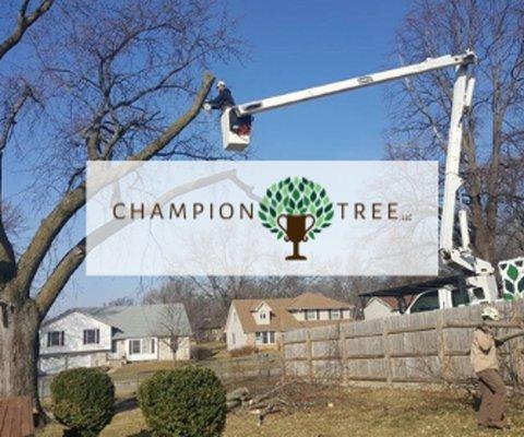 Champion Tree