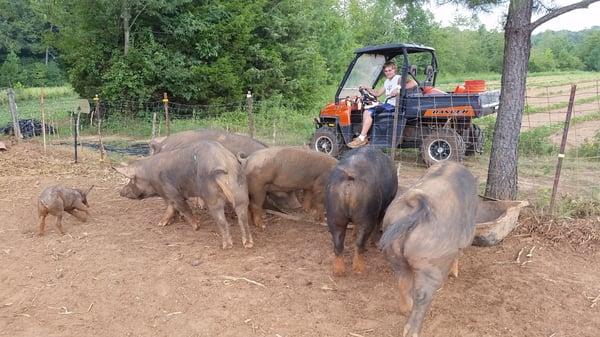 Southern Berkshire Farm