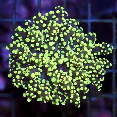 Glow Worm Branching Yaeyamaensis Frogspawn