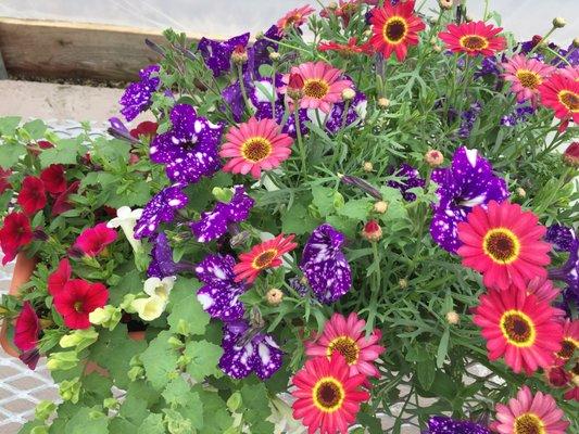 Potted flowers for your patio