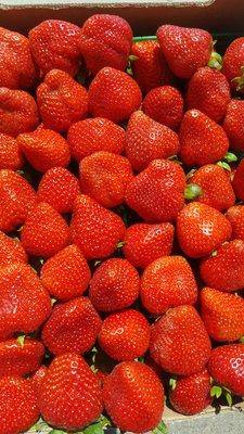 The best Strawberries on earth