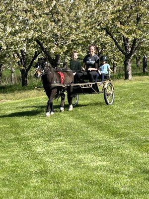 Cooper just loves pulling the cart!